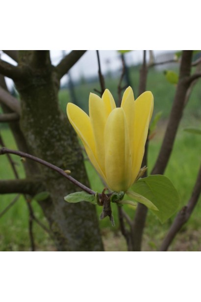 Magnolia hybrida Daphne 